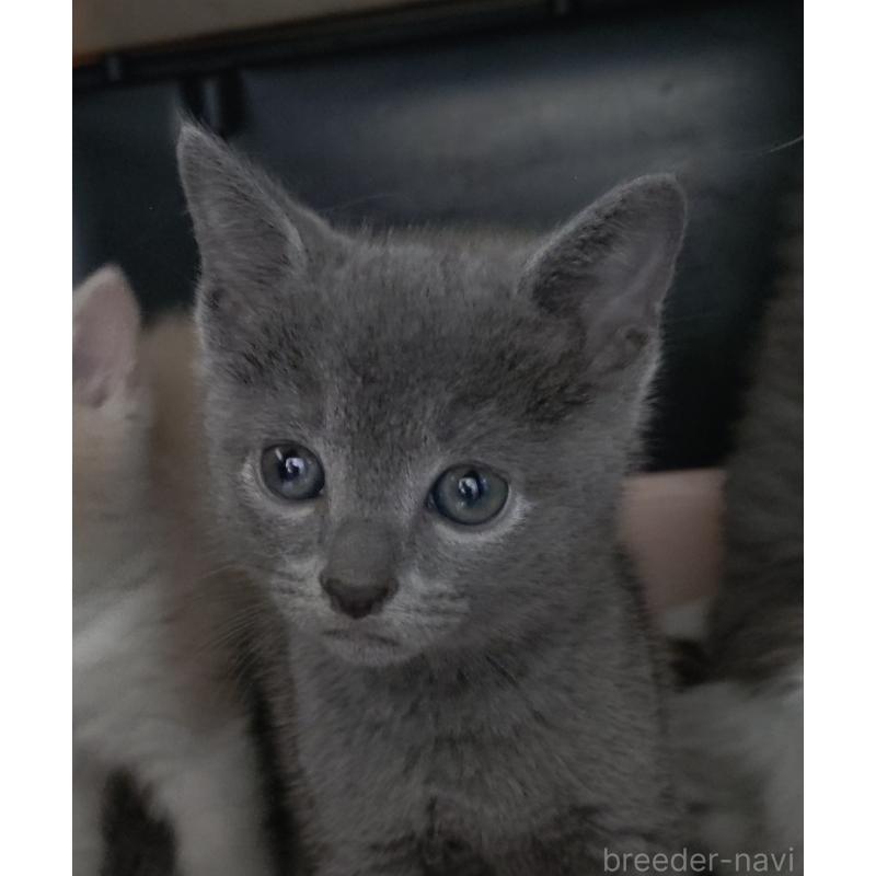 販売中の愛知県のロシアンブルー-131853の8枚目