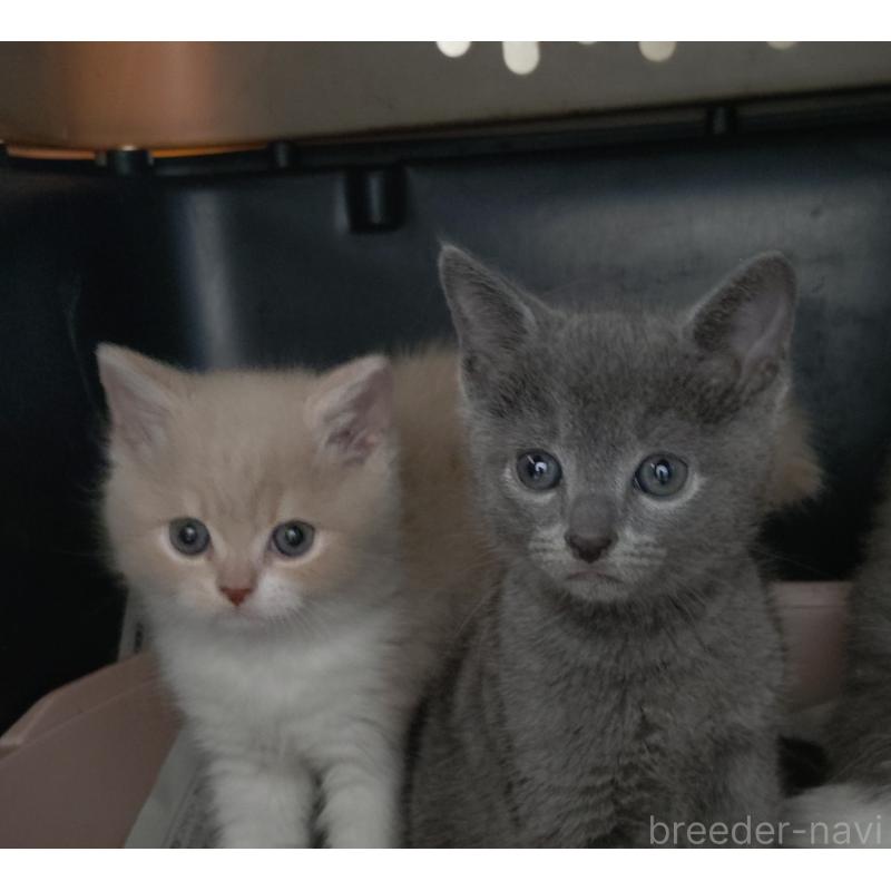 販売中の愛知県のロシアンブルー-131853の7枚目