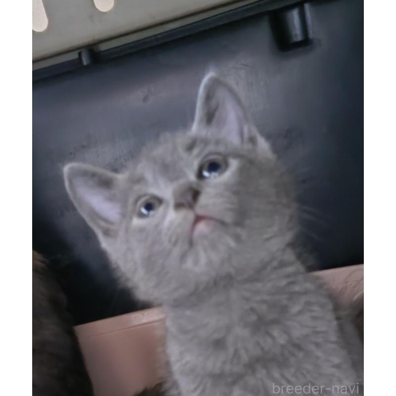 販売中の愛知県のロシアンブルー-131853の4枚目