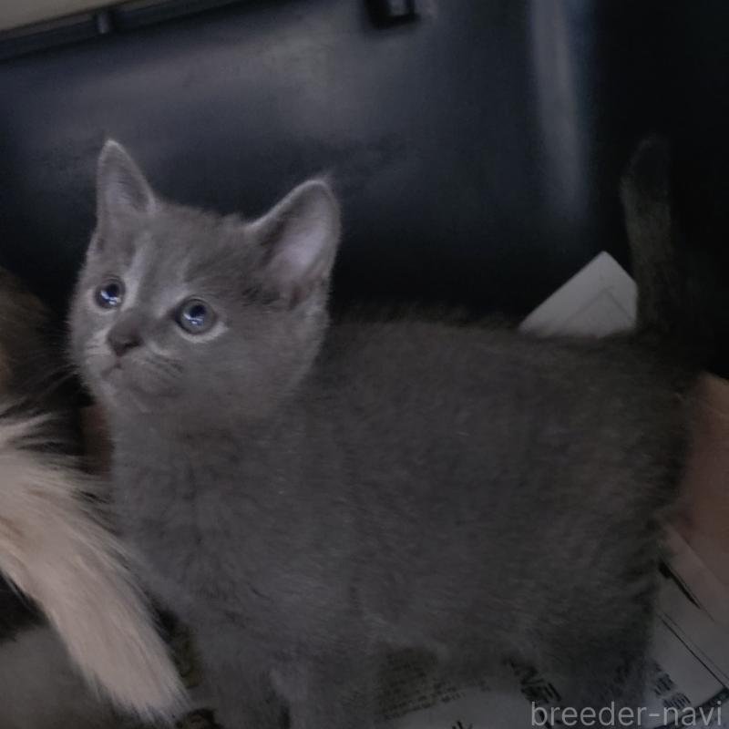 販売中の愛知県のロシアンブルー-131853の2枚目