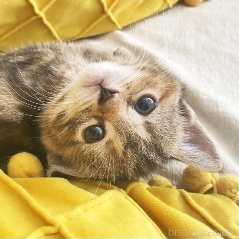 成約済ののスコティッシュフォールド-131214