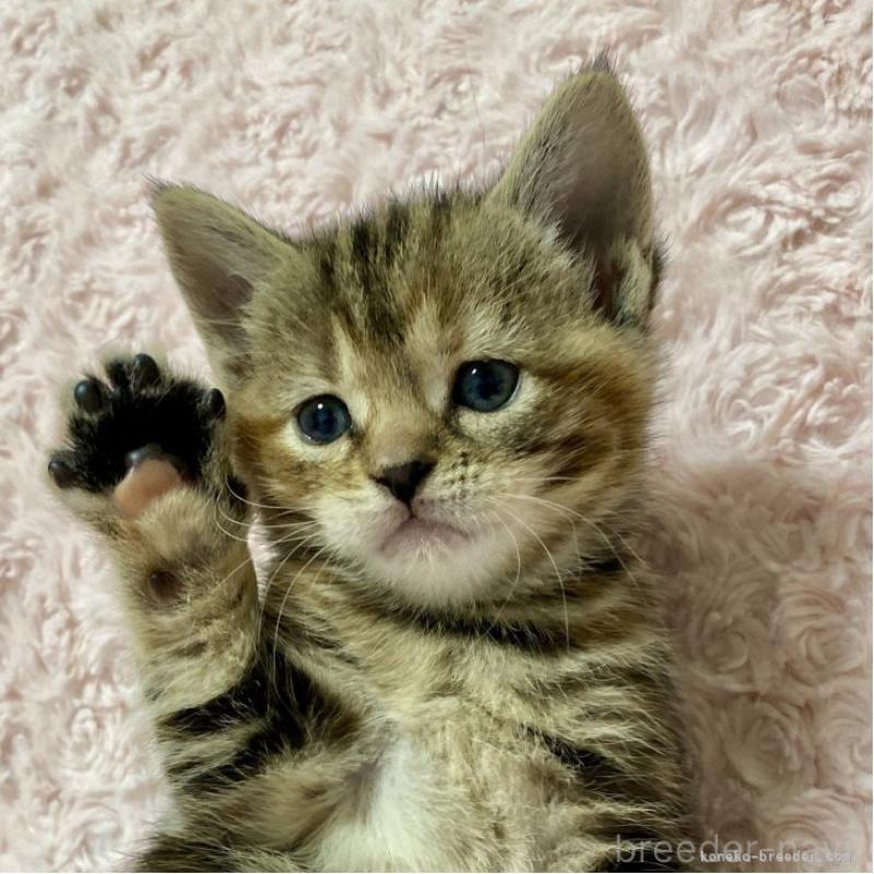 成約済の群馬県のスコティッシュフォールド-131214の4枚目