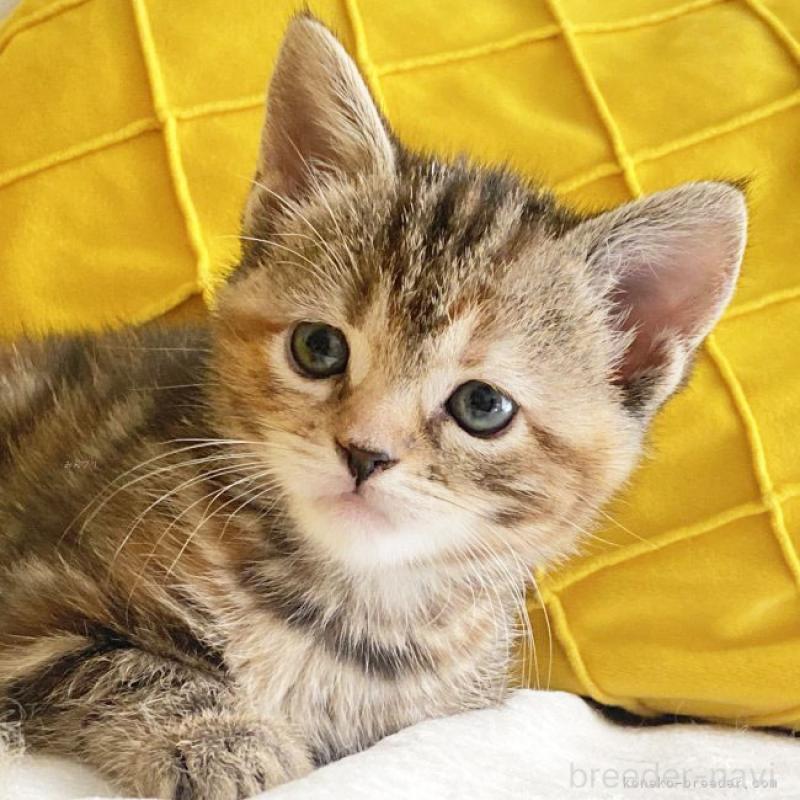 成約済の群馬県のスコティッシュフォールド-131214の3枚目