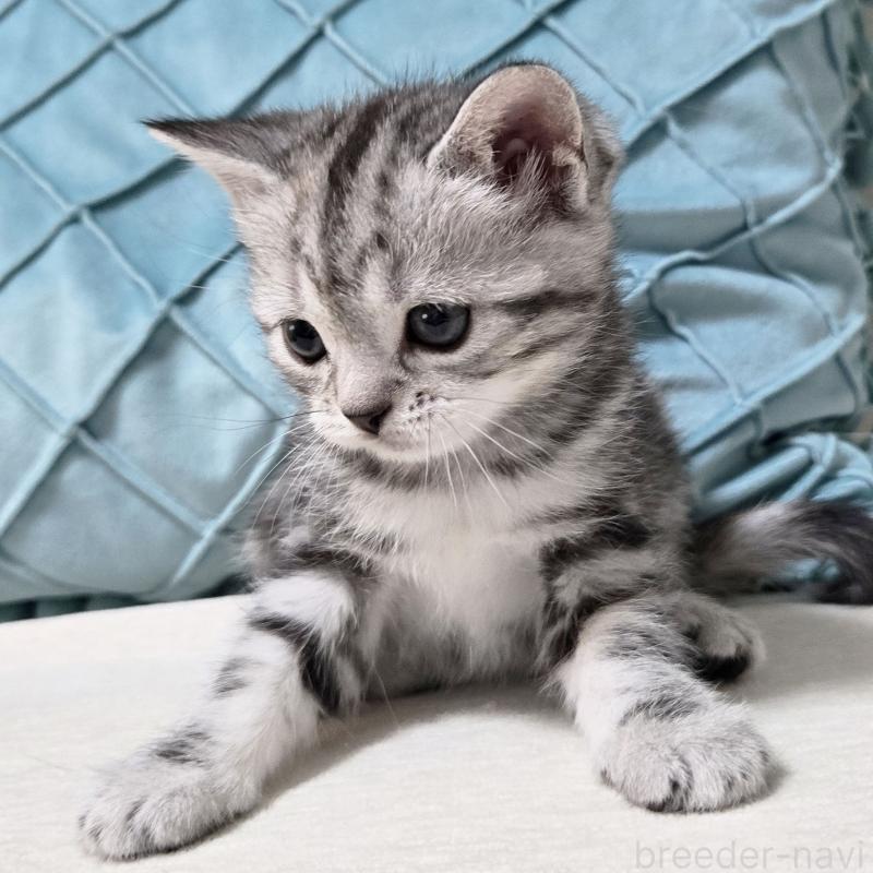 成約済の群馬県のスコティッシュフォールド-131215の4枚目