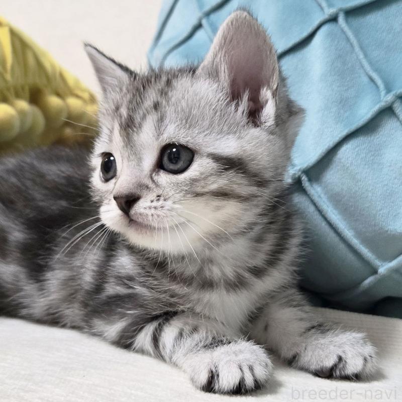 成約済の群馬県のスコティッシュフォールド-131215の3枚目