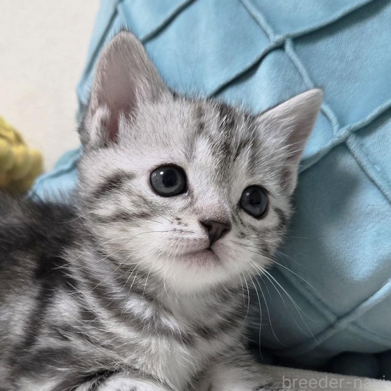 成約済の群馬県のスコティッシュフォールド-131215の1枚目