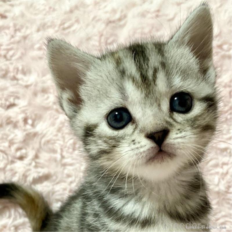 成約済の群馬県のスコティッシュフォールド-131215の2枚目