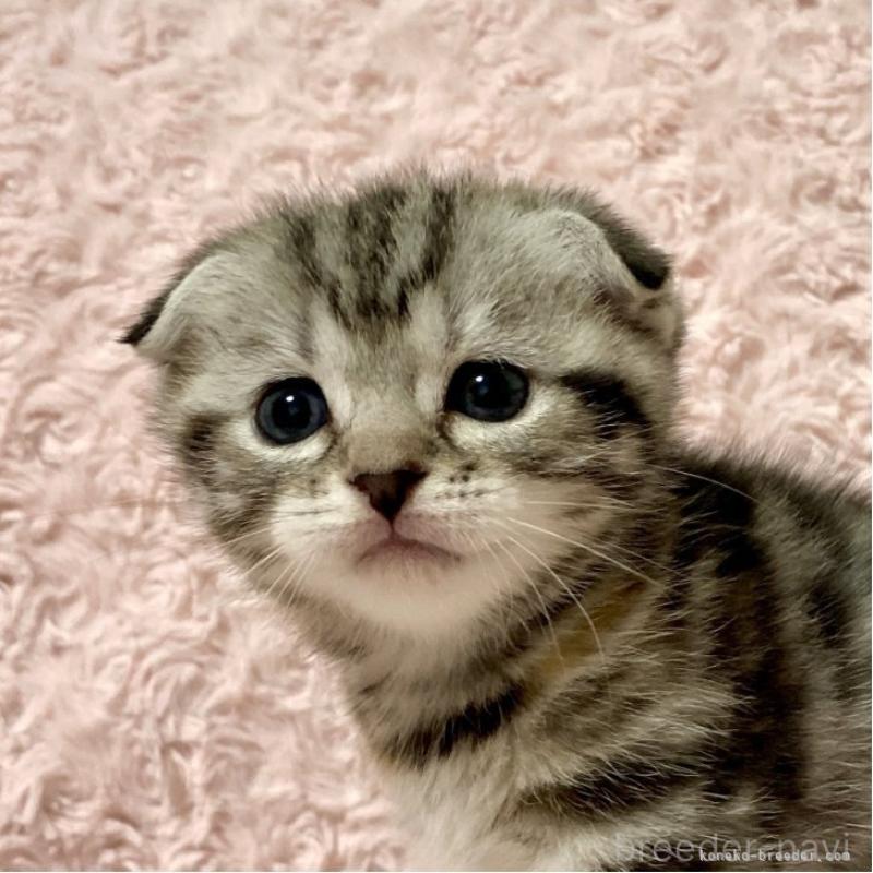 成約済の群馬県のスコティッシュフォールド-131216の6枚目