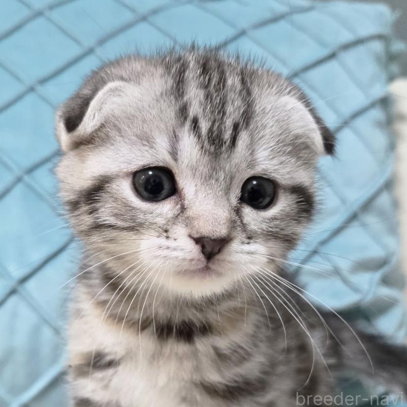 成約済の群馬県のスコティッシュフォールド-131216の5枚目