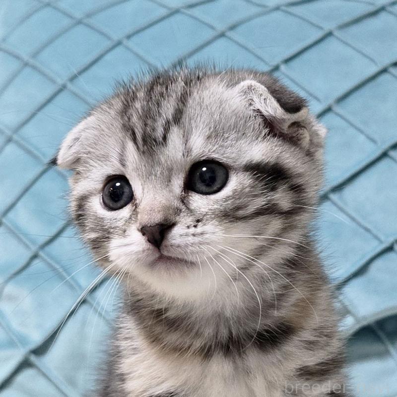 販売中の群馬県のスコティッシュフォールド-131216