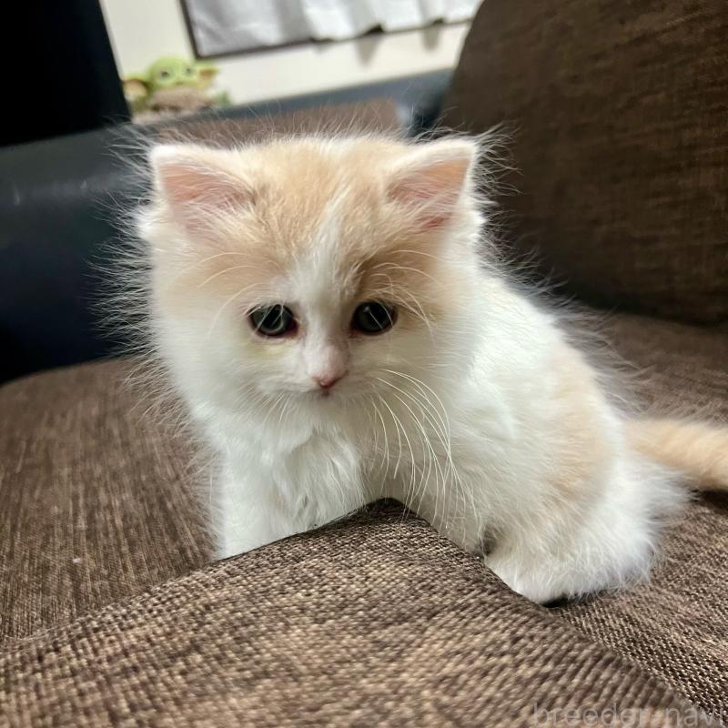 販売中の三重県のスコティッシュフォールド-129919の11枚目