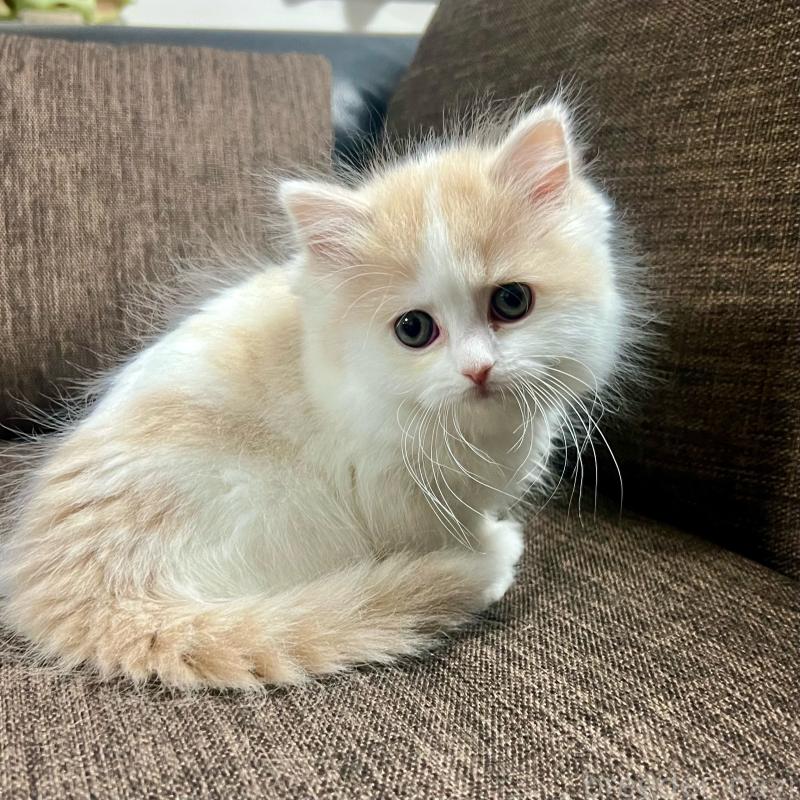 販売中の三重県のスコティッシュフォールド-129919の10枚目