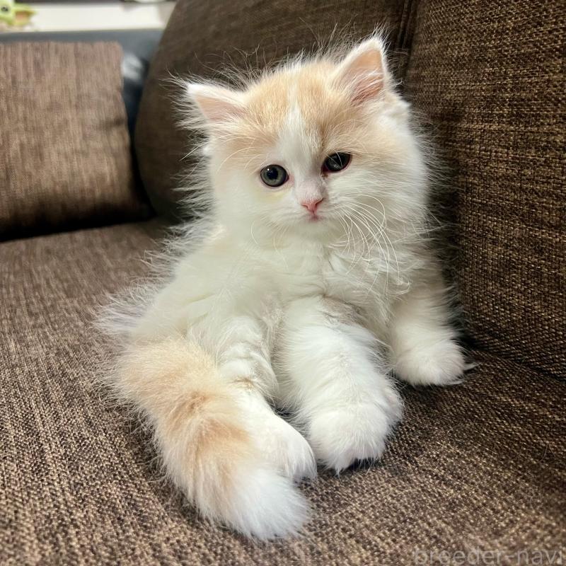 販売中の三重県のスコティッシュフォールド-129919の9枚目