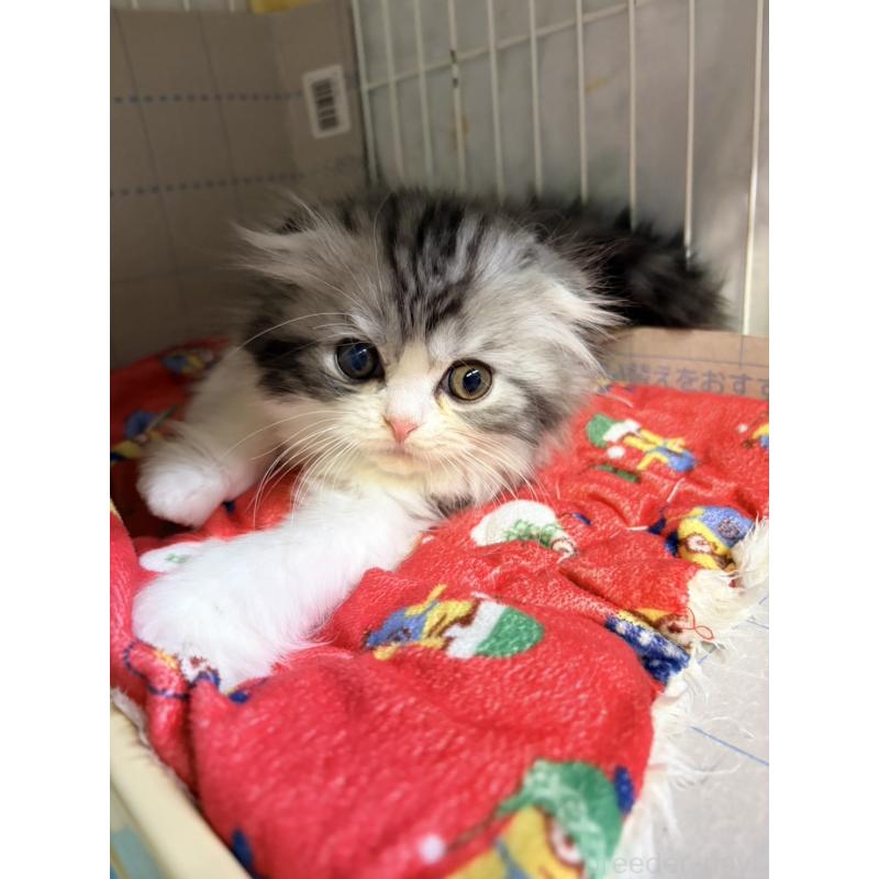 販売中の長野県のスコティッシュフォールド-131855の4枚目