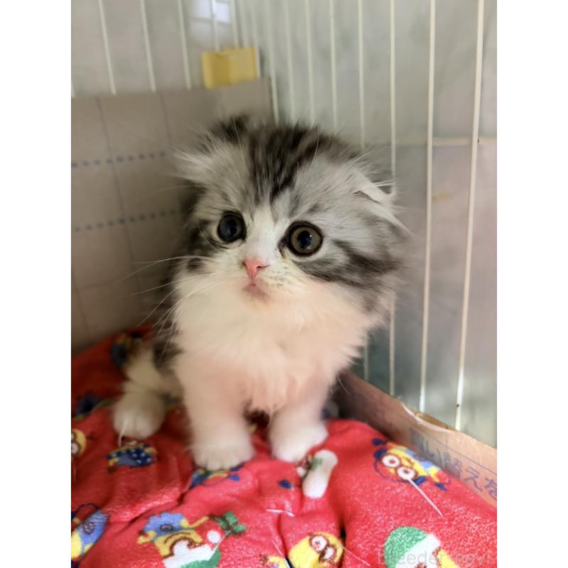 販売中の長野県のスコティッシュフォールド-131855の3枚目