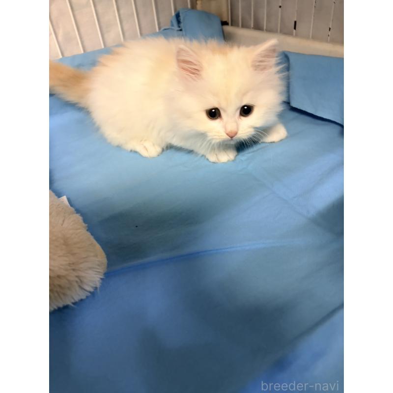 販売中の長野県のスコティッシュフォールド-131856の4枚目