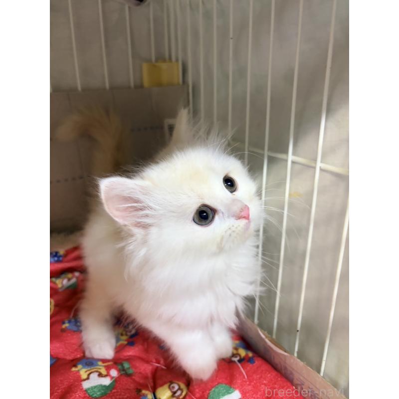 販売中の長野県のスコティッシュフォールド-131856の3枚目