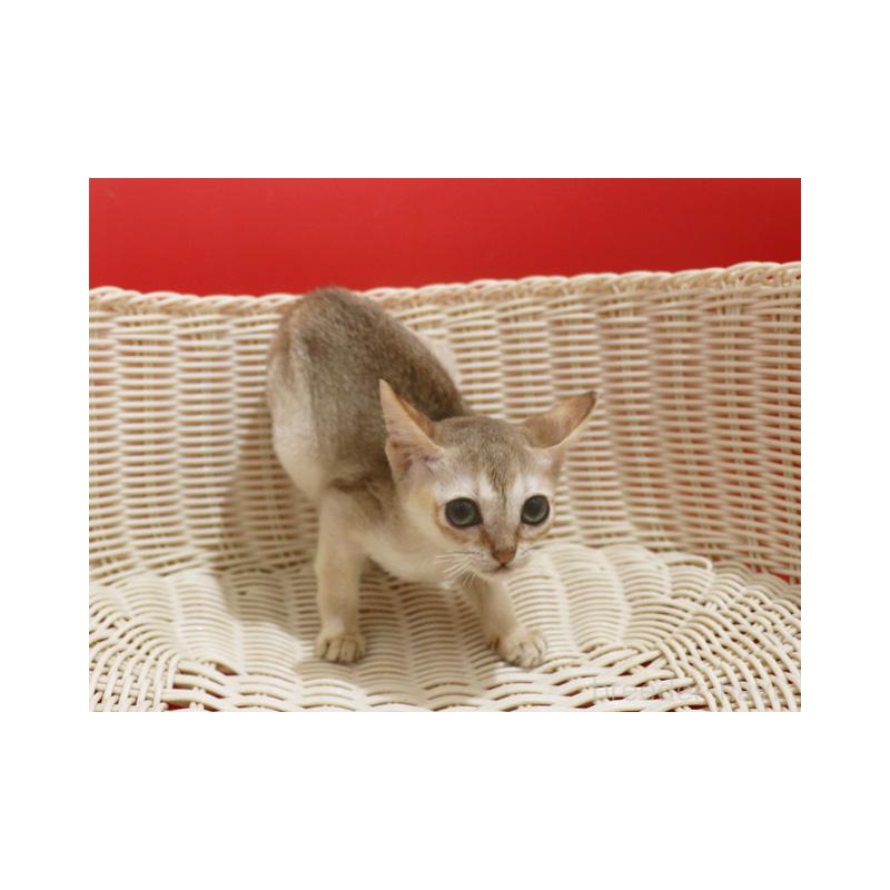 販売中の埼玉県のシンガプーラ-131832の3枚目