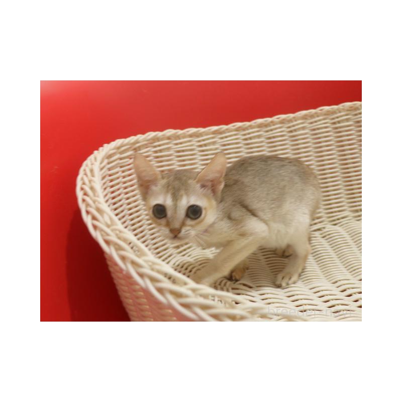 販売中の埼玉県のシンガプーラ-131832の2枚目