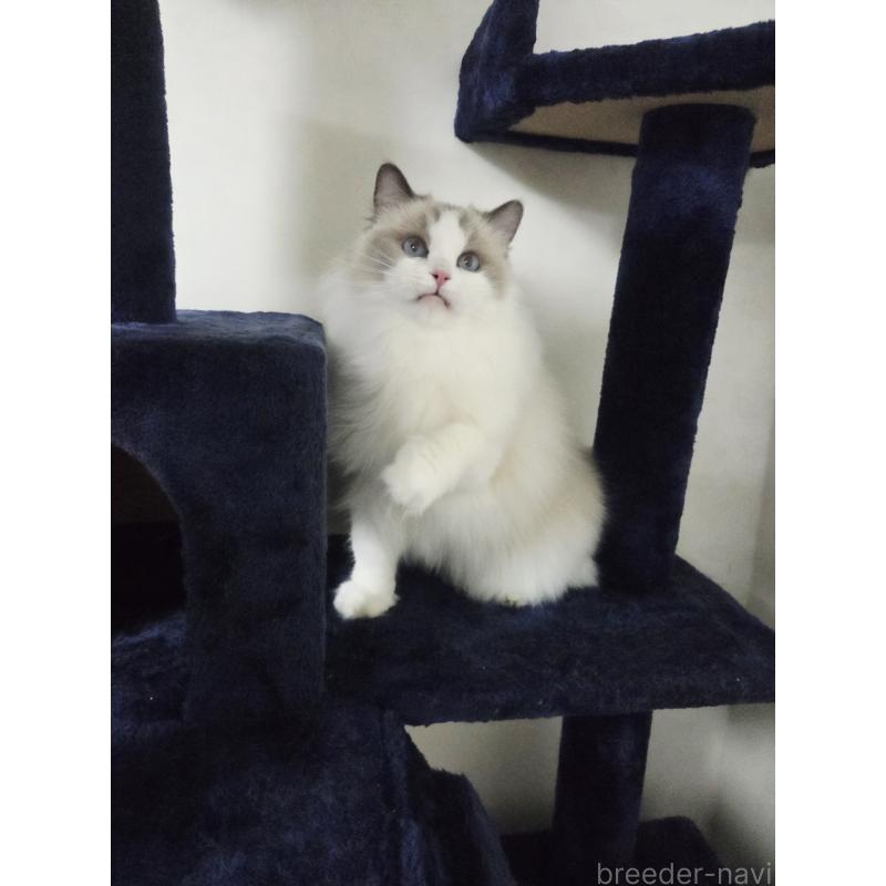 販売中の奈良県のラグドール-131857の5枚目