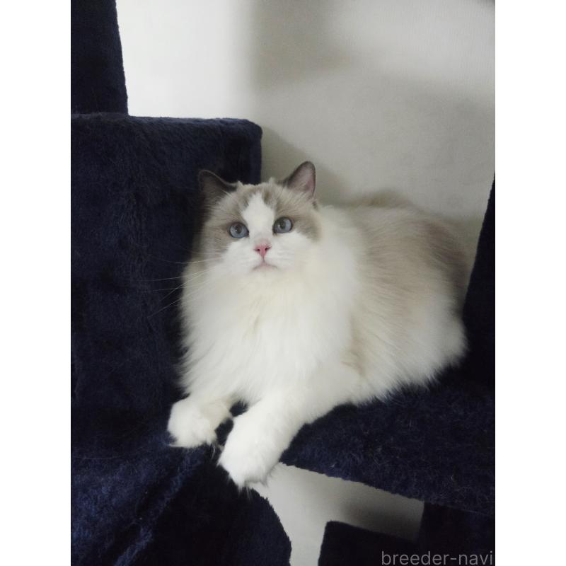 販売中の奈良県のラグドール-131857の4枚目