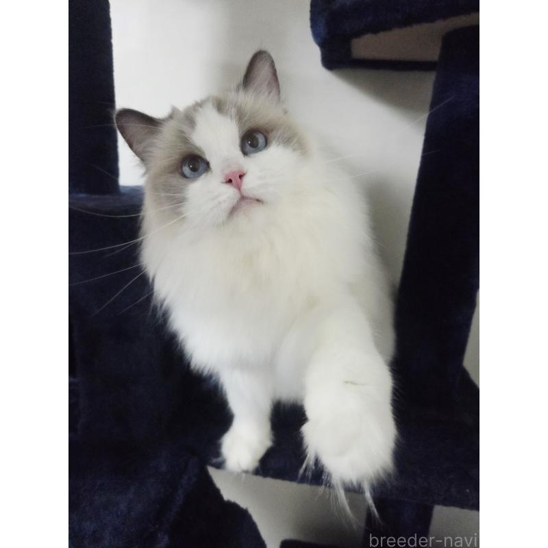 販売中の奈良県のラグドール-131857の3枚目