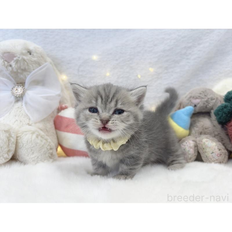 販売中の大阪府のミヌエット(短足)-131862の6枚目