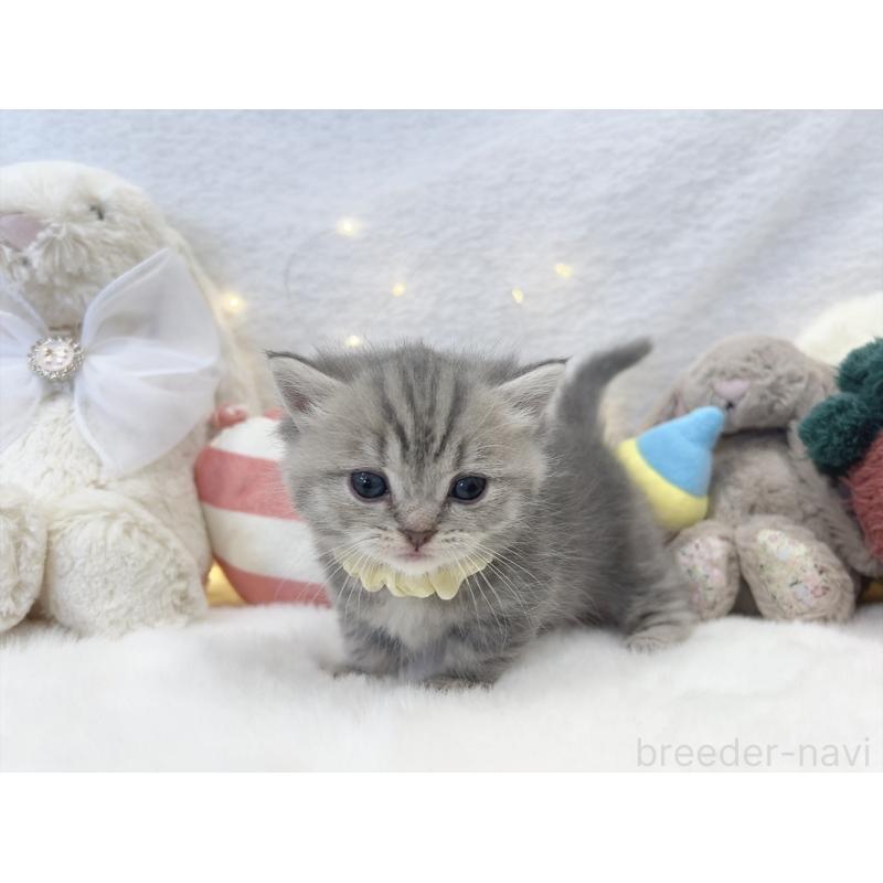 販売中の大阪府のミヌエット(短足)-131862の5枚目