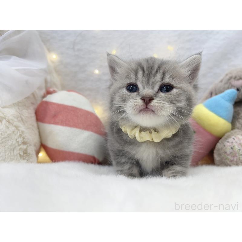 販売中の大阪府のミヌエット(短足)-131862の4枚目