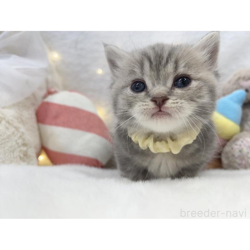 販売中の大阪府のミヌエット(短足)-131862の3枚目