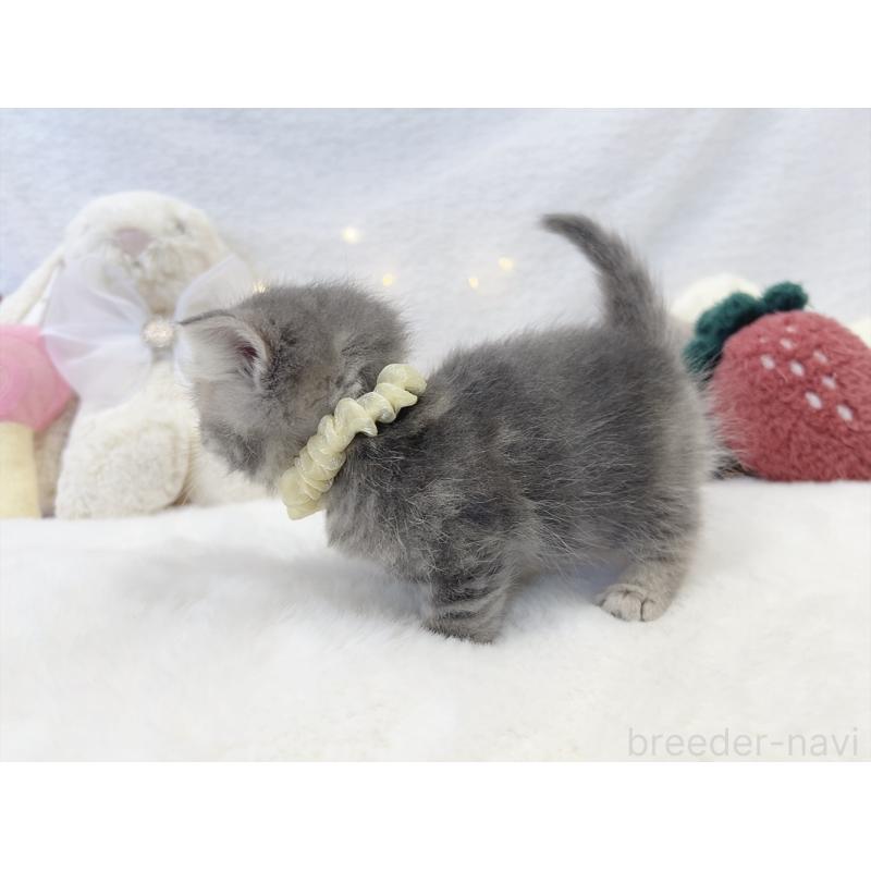 販売中の大阪府のミヌエット(短足)-131862の2枚目