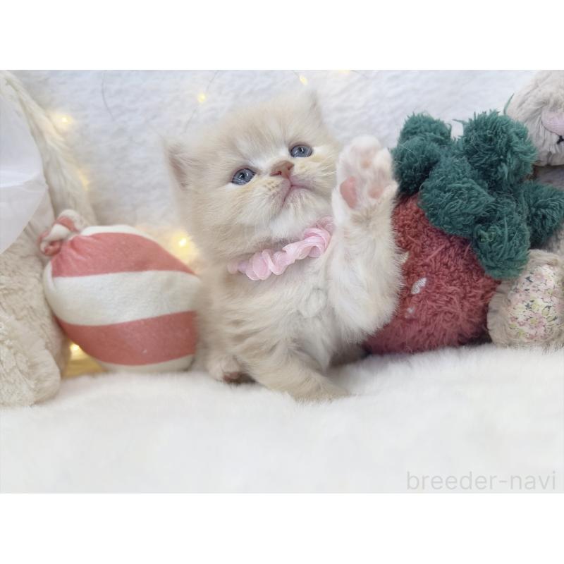 販売中の大阪府のミヌエット-131863の9枚目