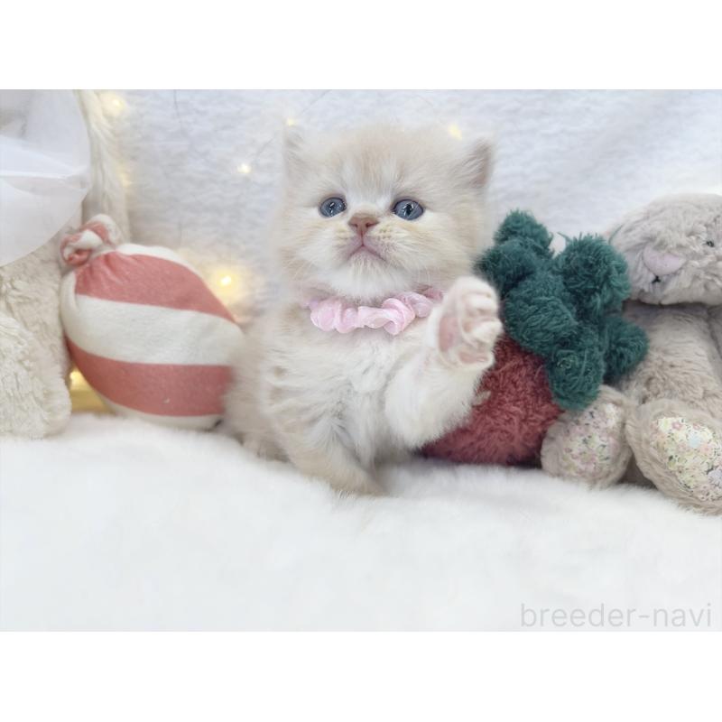 販売中の大阪府のミヌエット-131863の8枚目