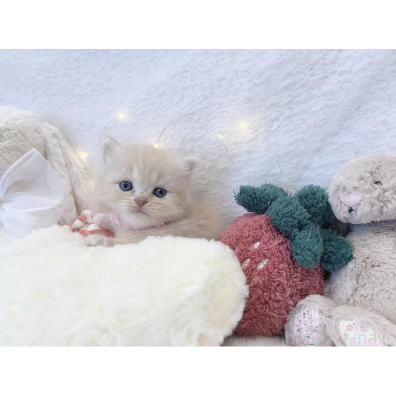 販売中の大阪府のミヌエット-131863の7枚目