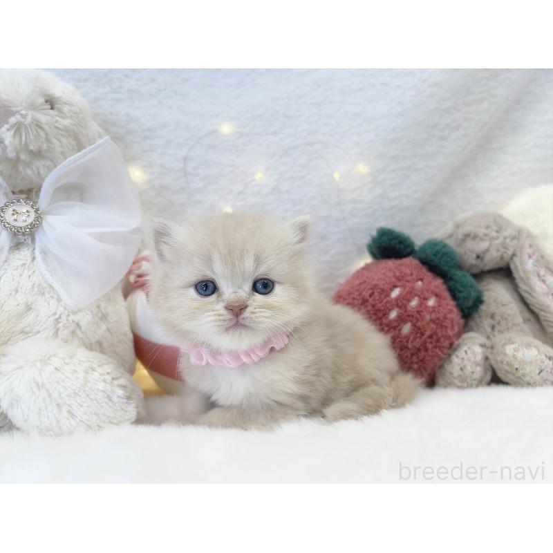 販売中の大阪府のミヌエット-131863の6枚目