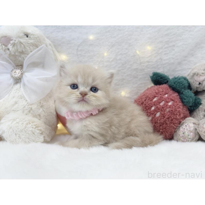 販売中の大阪府のミヌエット-131863の5枚目