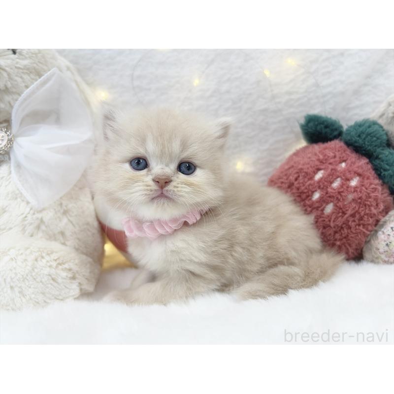 販売中の大阪府のミヌエット-131863の4枚目