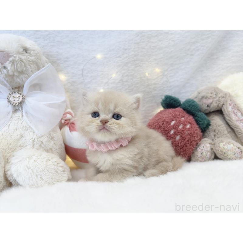 販売中の大阪府のミヌエット-131863の3枚目