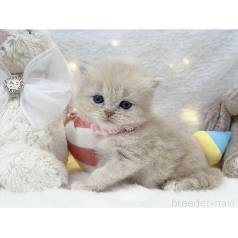 販売中の大阪府のミヌエット-131863の2枚目