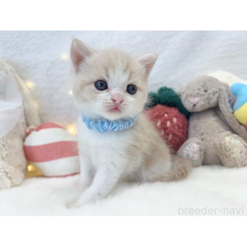 販売中の大阪府のミヌエット-131864の7枚目