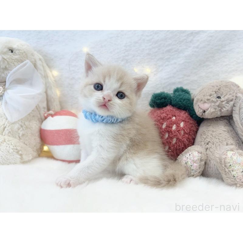 販売中の大阪府のミヌエット-131864の6枚目