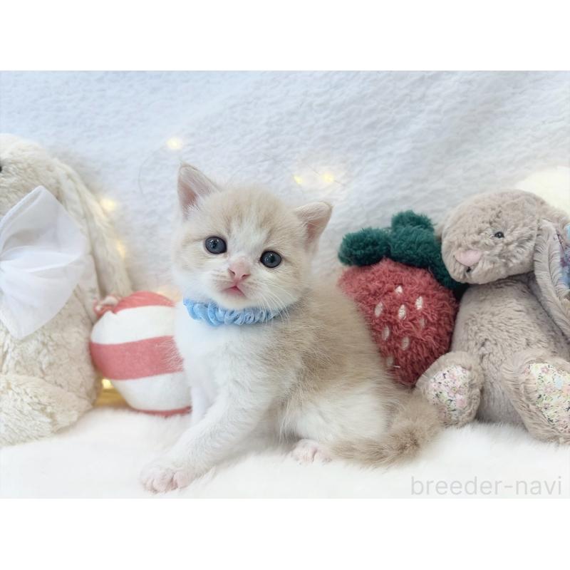 販売中の大阪府のミヌエット-131864の5枚目