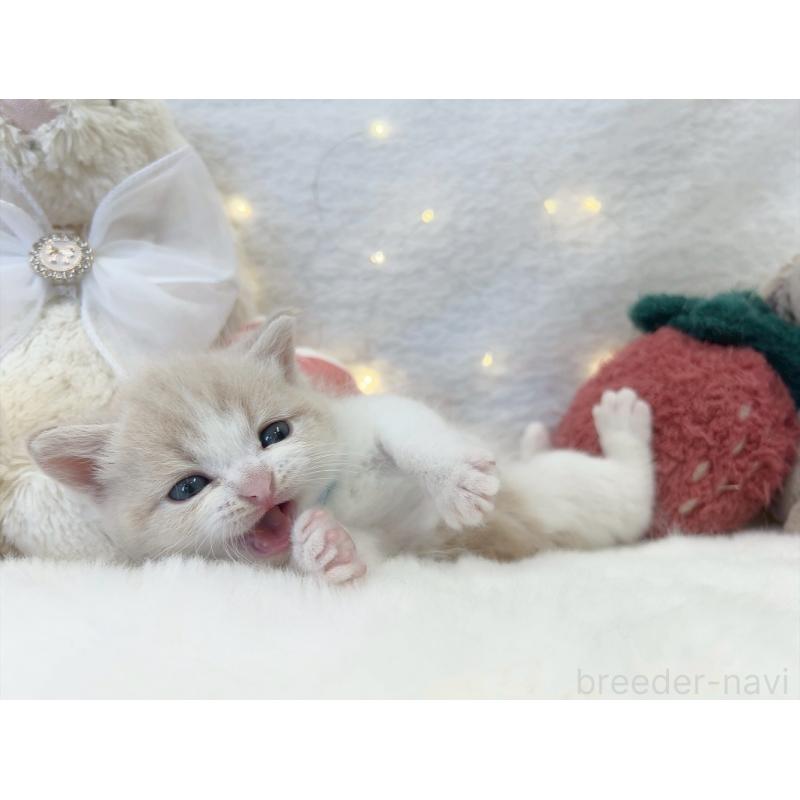 販売中の大阪府のミヌエット-131864の4枚目