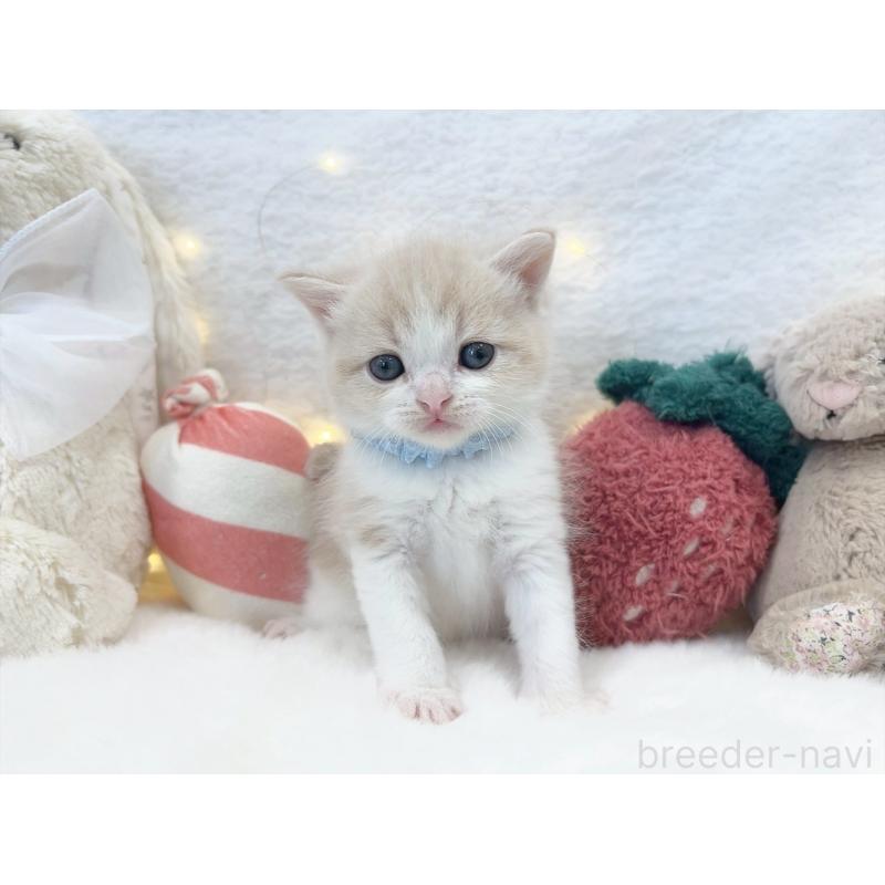 販売中の大阪府のミヌエット-131864の3枚目