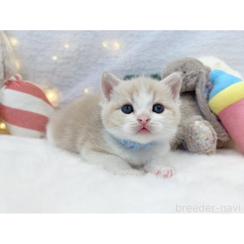 販売中の大阪府のミヌエット-131864の2枚目