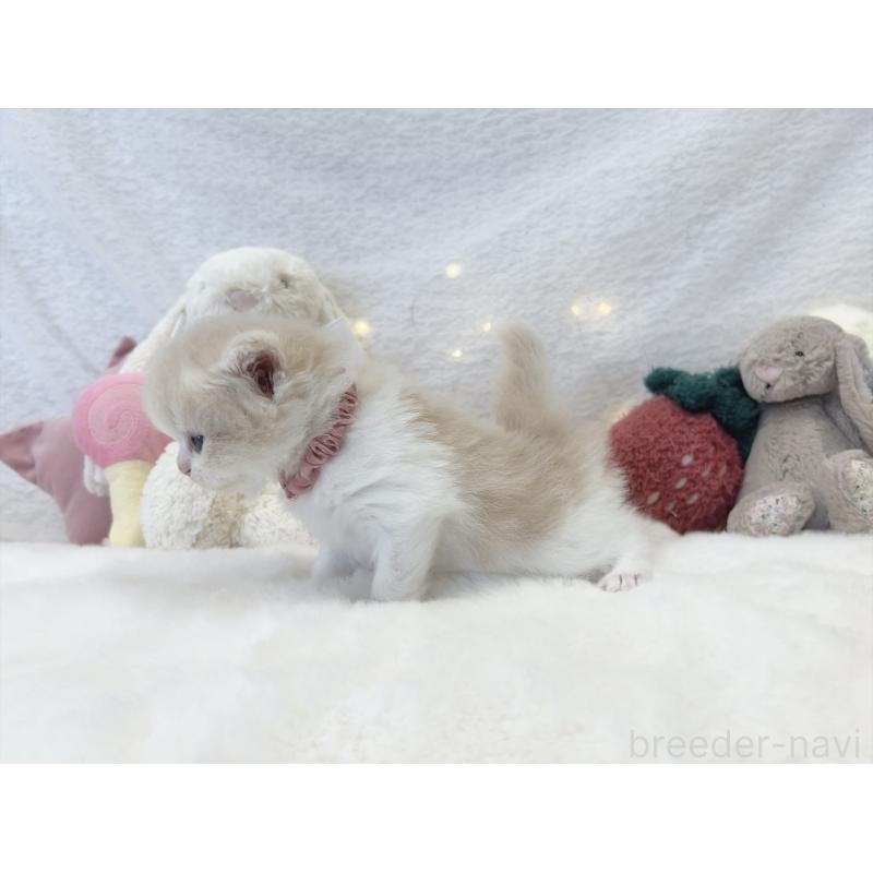 販売中の大阪府のミヌエット-131865の11枚目