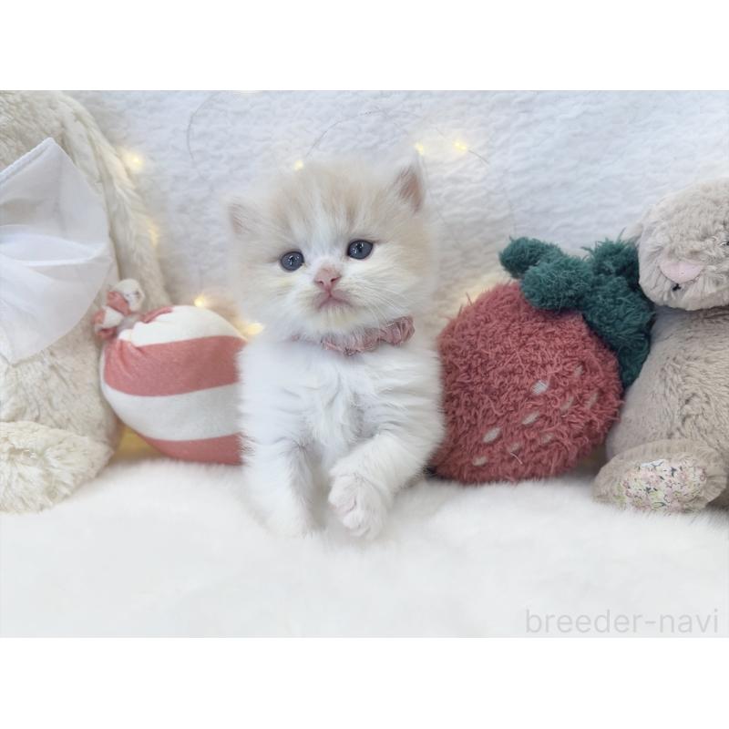 販売中の大阪府のミヌエット-131865の9枚目