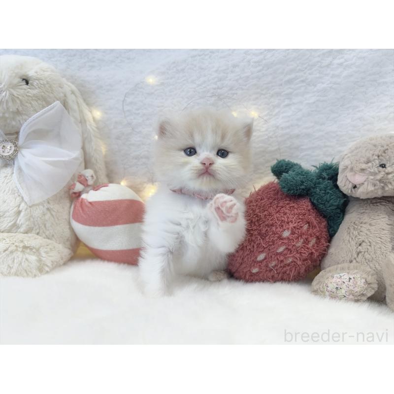 販売中の大阪府のミヌエット-131865の8枚目