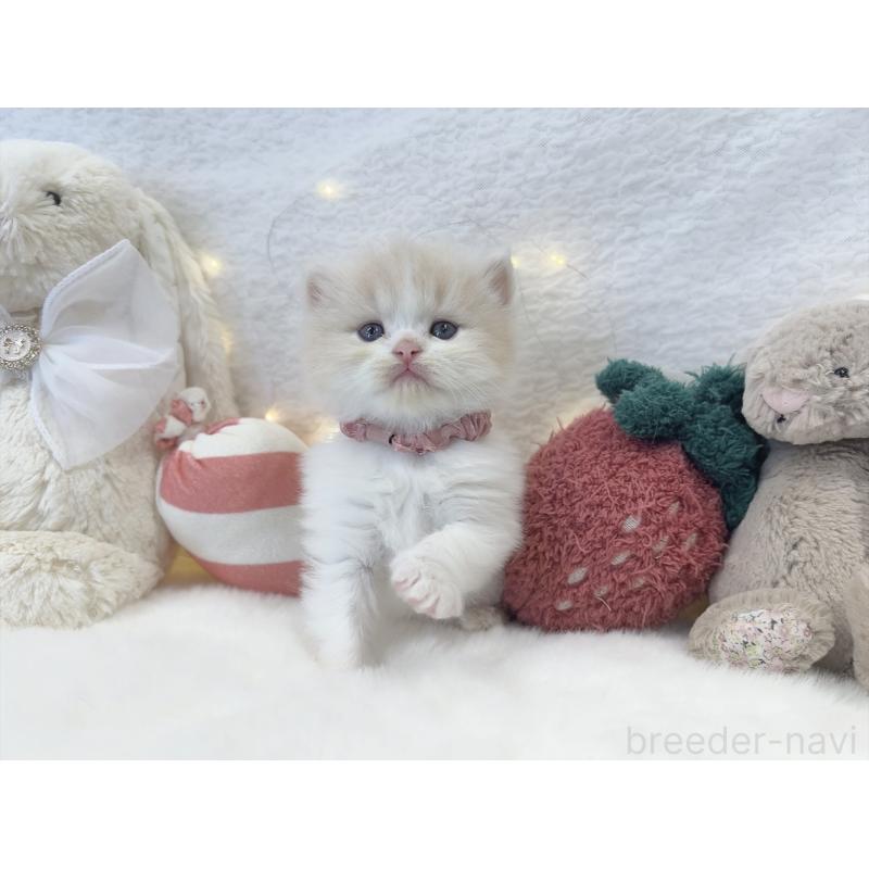 販売中の大阪府のミヌエット-131865の7枚目