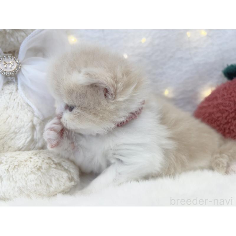 販売中の大阪府のミヌエット-131865の6枚目